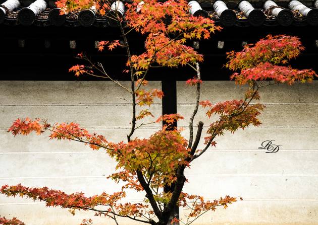 japan-autumn