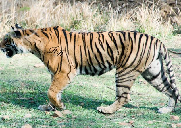 tigress-on-prowl